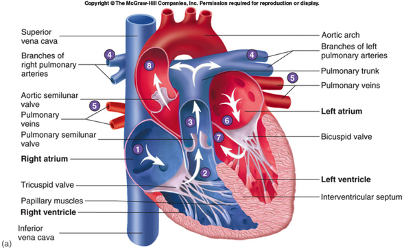 Where does oxygenated blood enter the heart